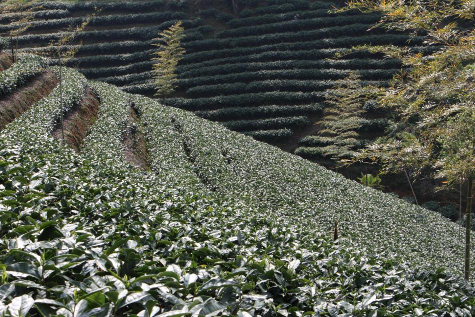 福鼎白茶茶园茶山图片3