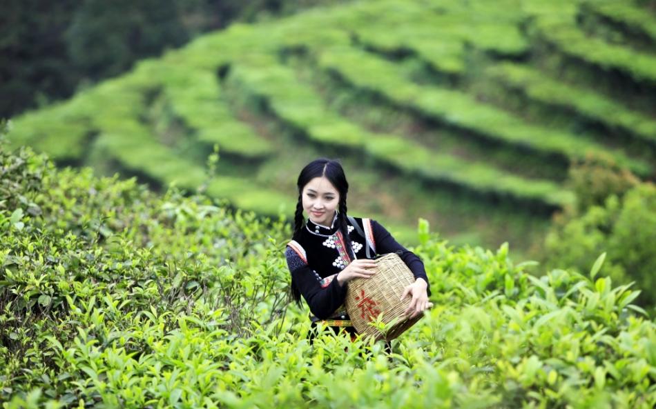 高清采茶女摄影图片