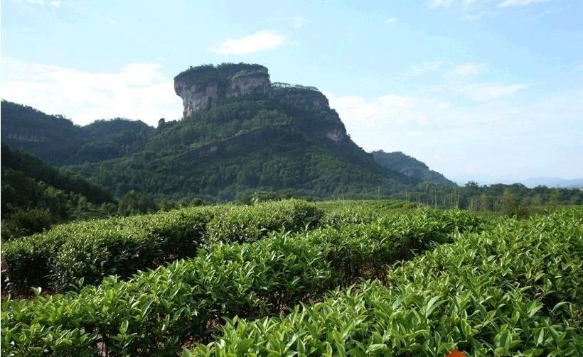 千岛玉叶茶高山茶园图片