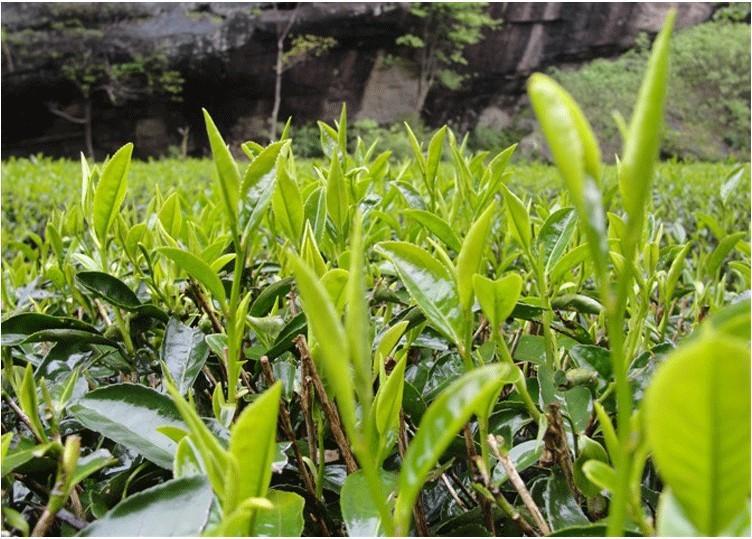 武夷山金骏眉茶园图片