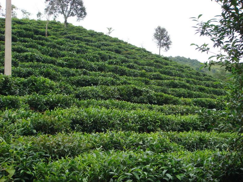 武义县武阳春雨茶茶园图片