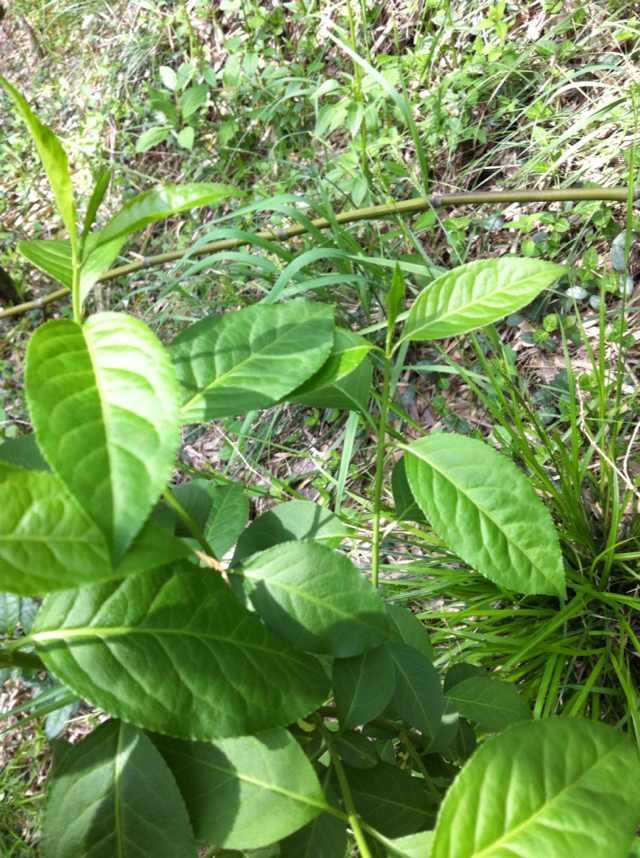 莫干黄芽茶树茶园图片