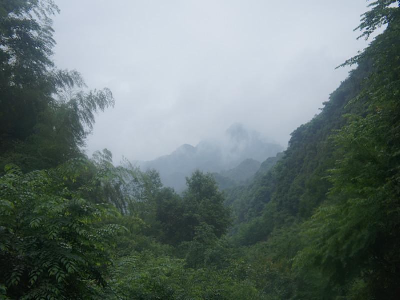 铁观音茶山风景图集