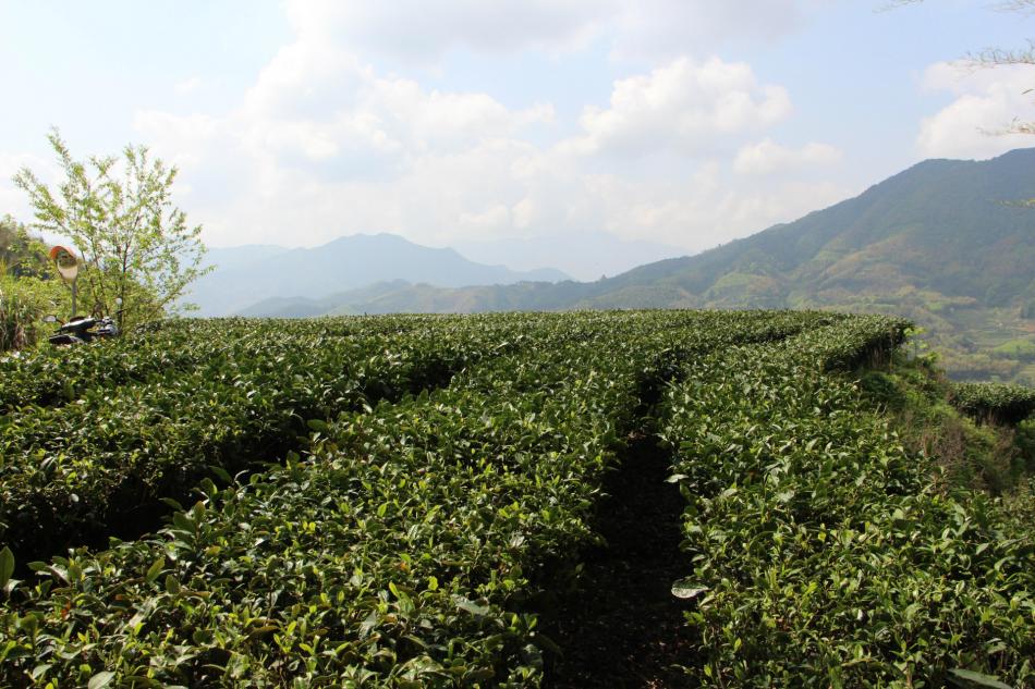 福鼎白茶茶园茶山图片