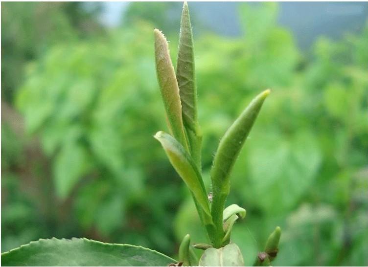 金骏眉茶叶茶树图片