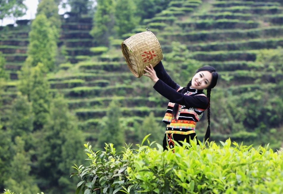 山上采茶的民族美女