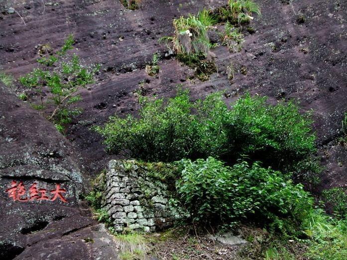 武夷山峰茶园图片