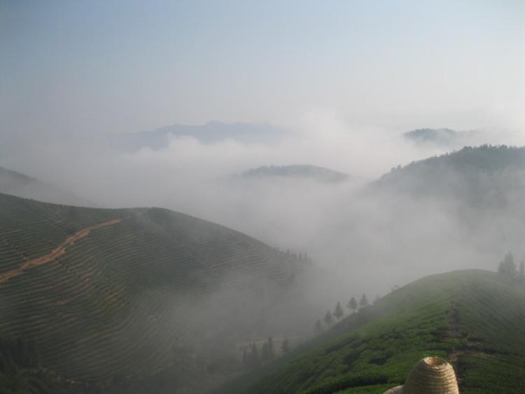 水仙茶闽北茶园图片