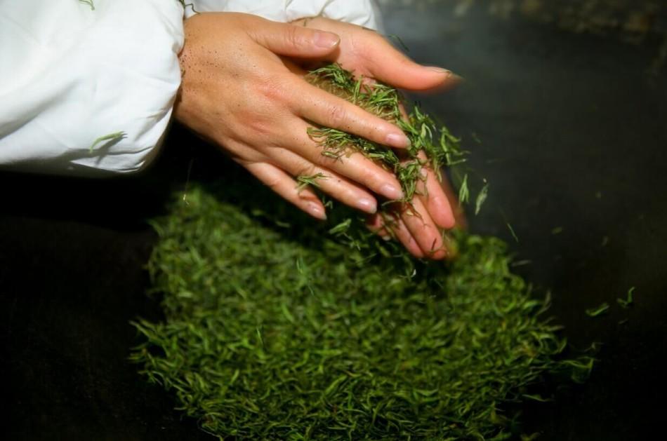 采摘雨花茶鲜茶叶制作图片8