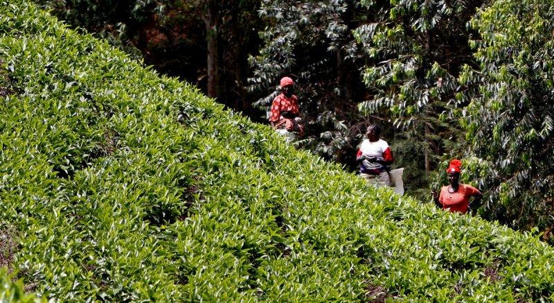 茶山采茶女图片