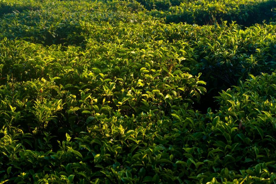 高山茶园茶树照片