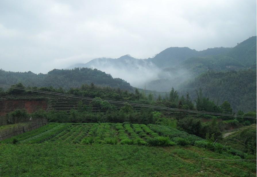 感德高山铁观音茶园图片