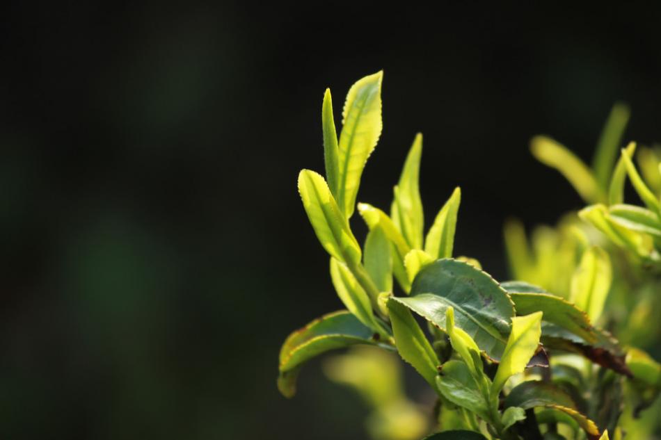 茶树茶芽图片