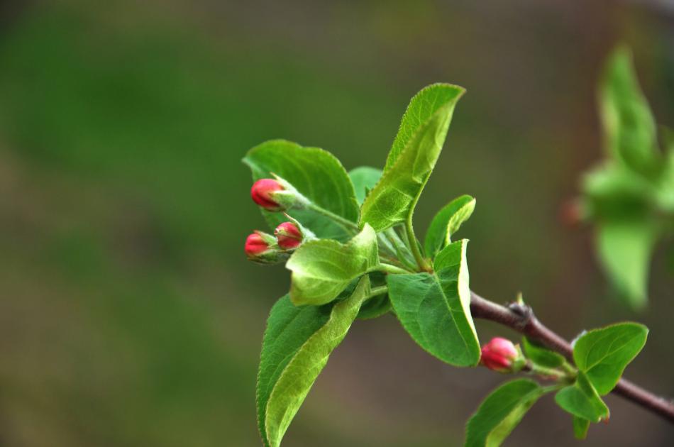 茶果花图片