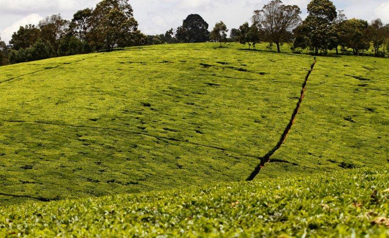 肯尼亚茶山上的茶园