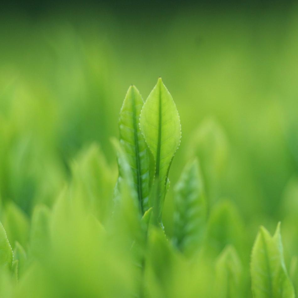 细细的茶芽图片