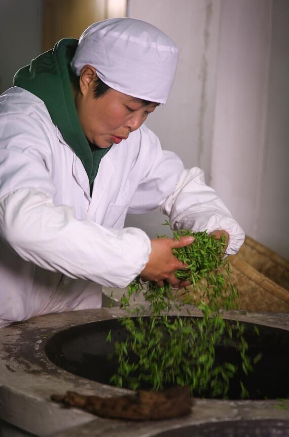 采摘雨花茶鲜茶叶制作图片7