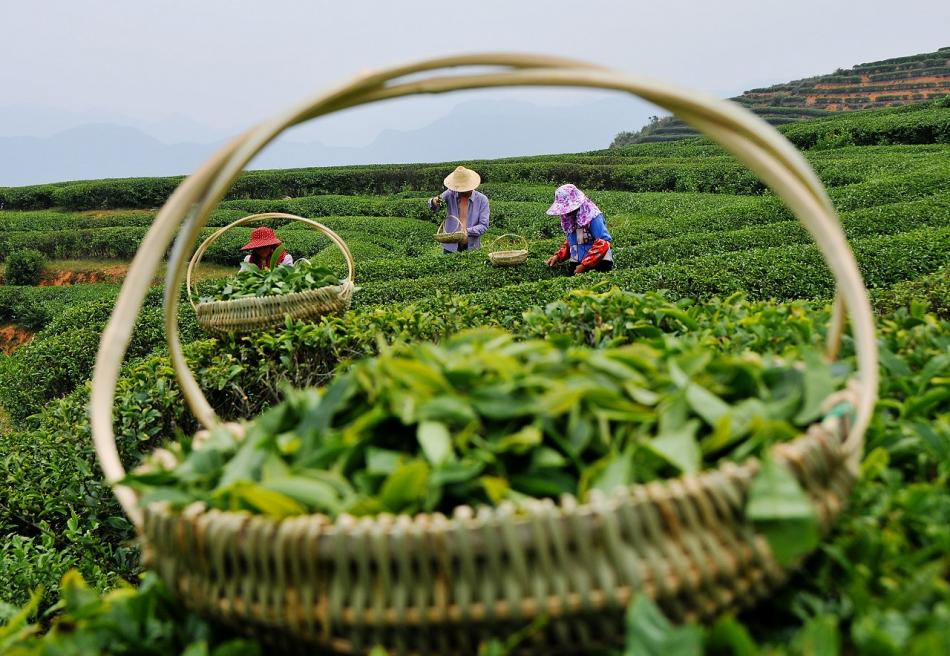 美丽茶园采茶图片