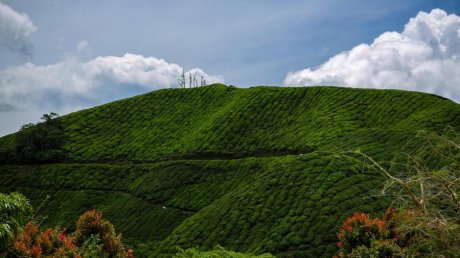 金马仑高原茶园景色图片