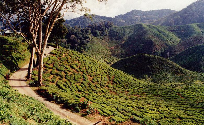 马来西亚的茶园风景图片