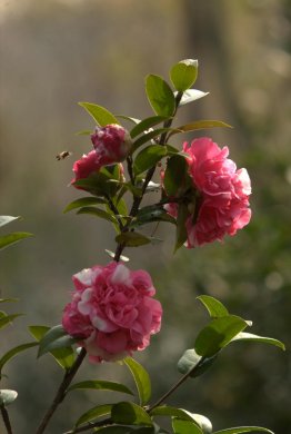 茶花图片欣赏