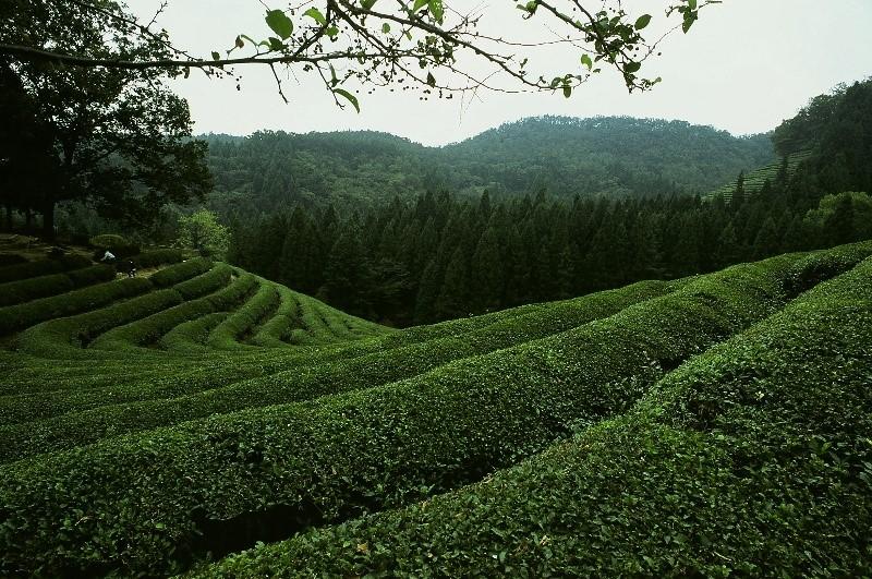 茶山实景图片