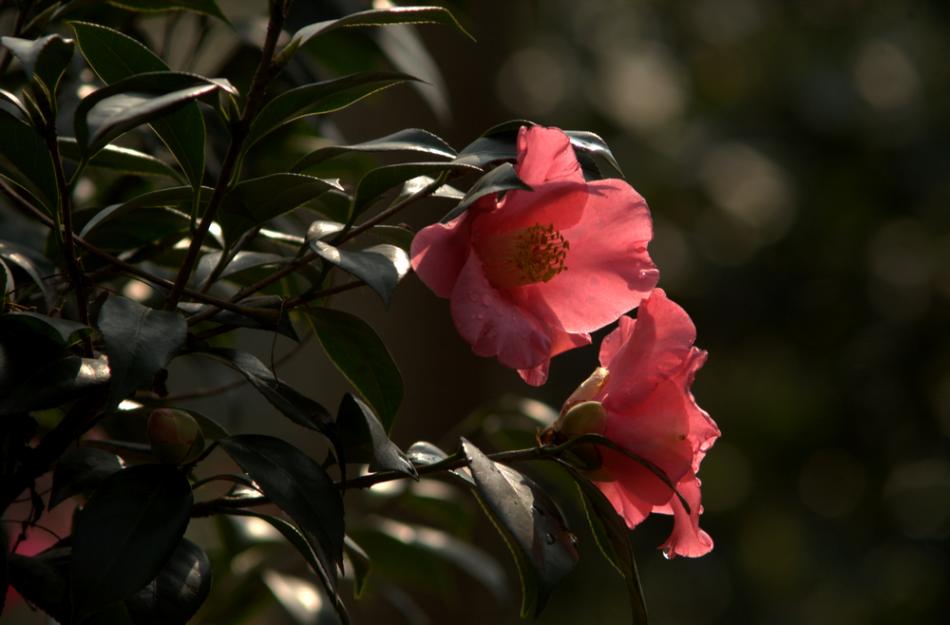 中国茶花茶花图