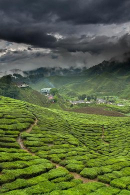 绿茶茶园摄影图片