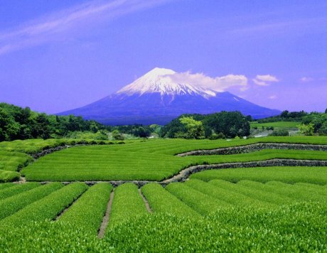 日本富士山茶园图片