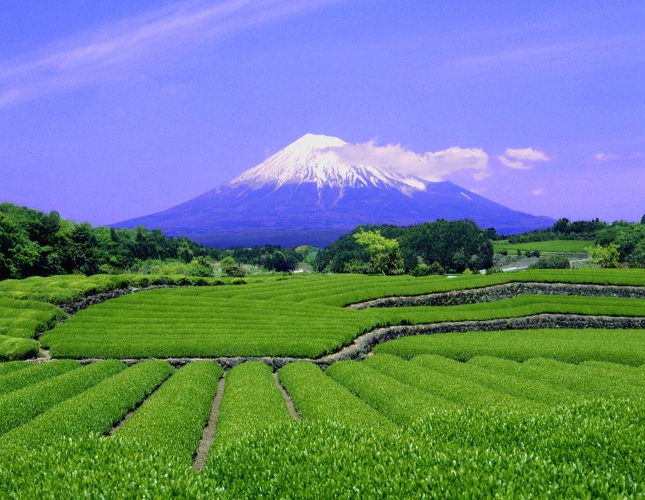 日本富士山茶园图片