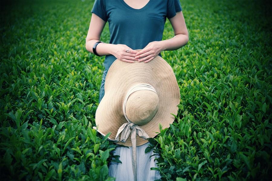 绿茶茶园美女摄影图片