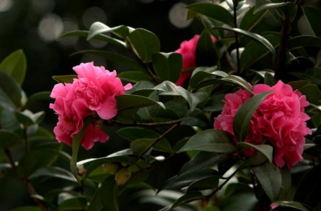 名贵茶花图片欣赏