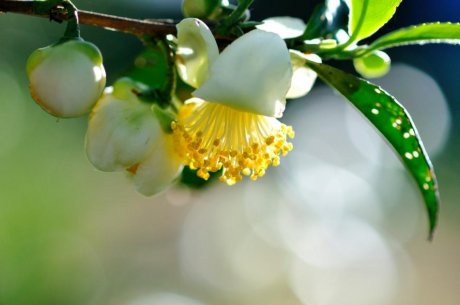 艳丽山茶花高清图片