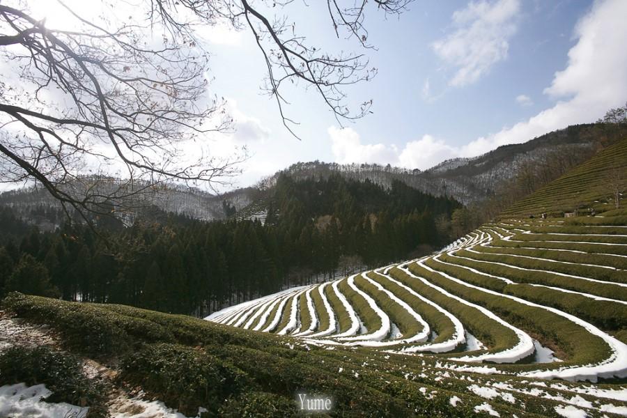 冬季绿茶茶园图片