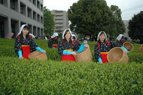 日本摘茶女图片