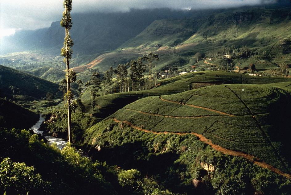 斯里兰卡茶山图片