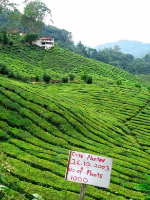 金马仑高原茶村图片