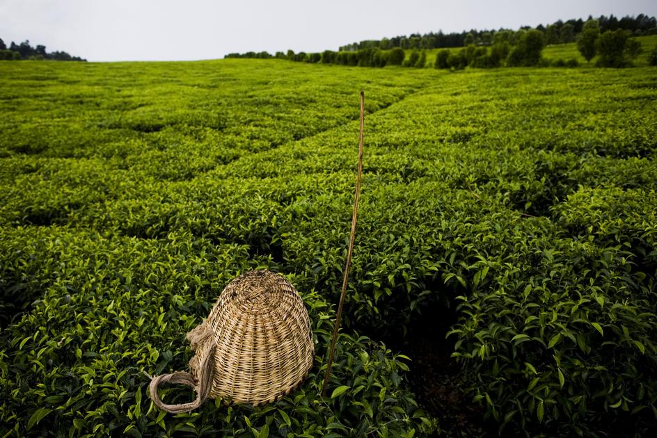 茶树图片