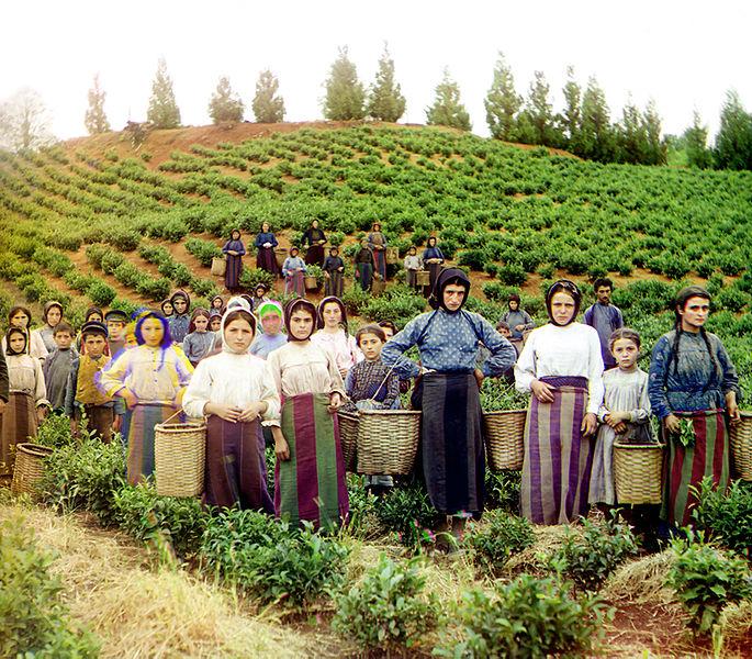 希腊妇女采茶照片