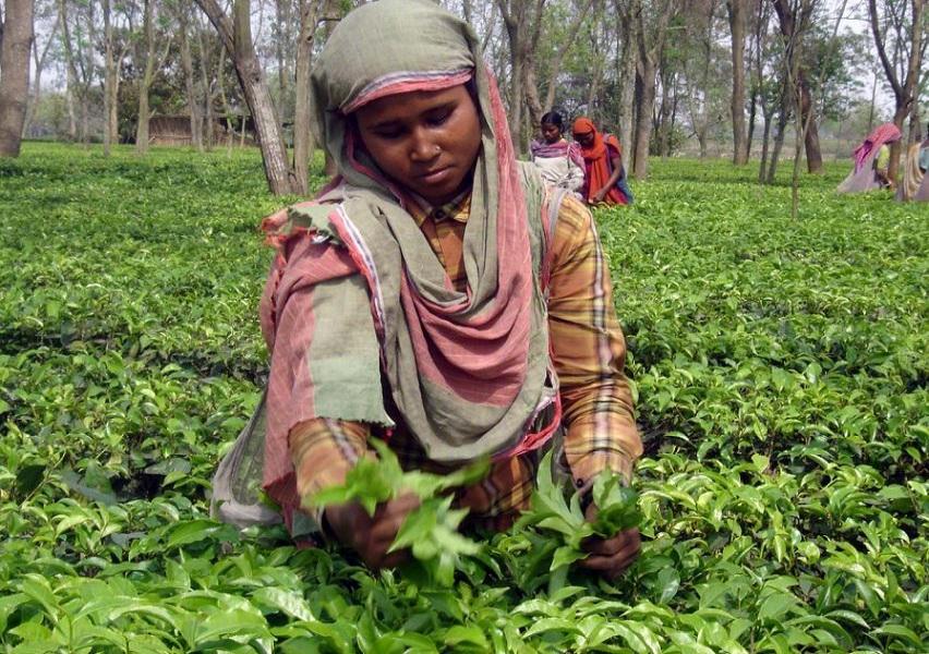 茶农茶园摘茶叶图片