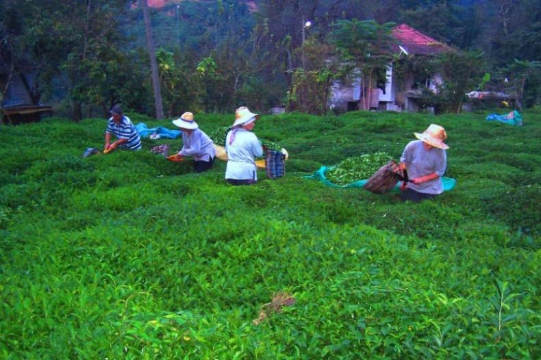 土耳其绿色茶园图片