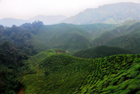 深山茶园图片