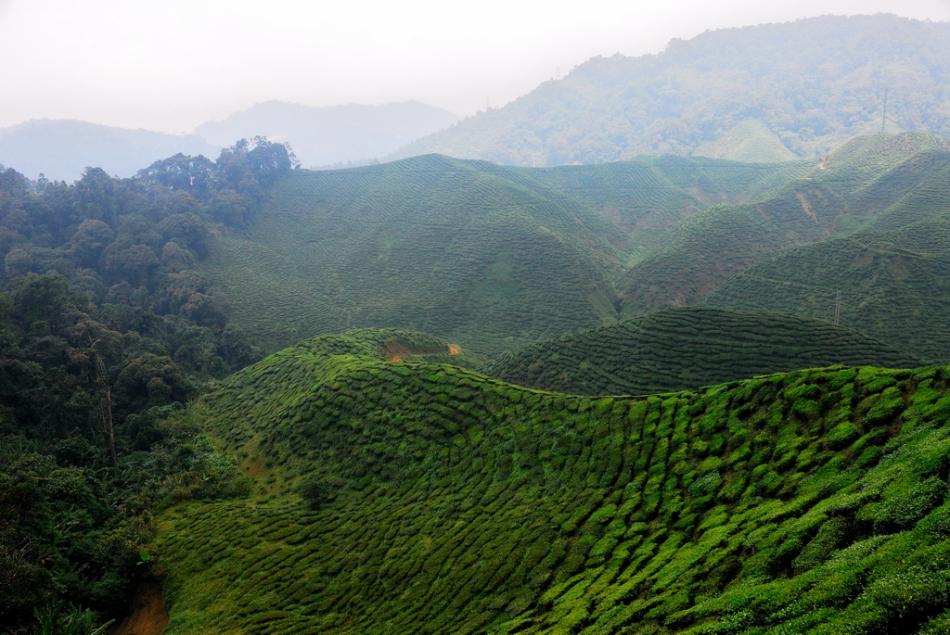 深山茶园图片