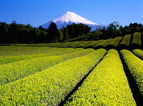 日本富士山茶园图片