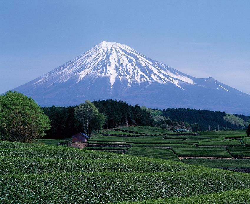 日本富士山茶园图片