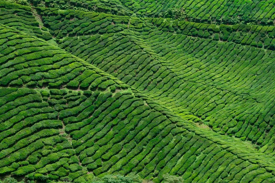 茶园风景茶山高清图片