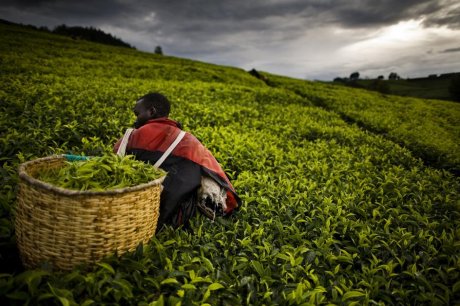 茶树茶园高清大图