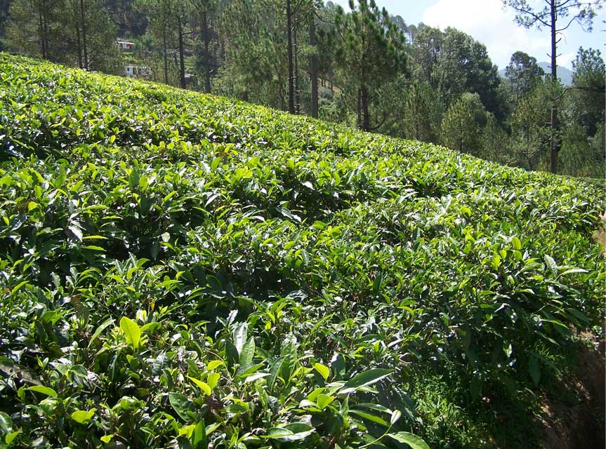 茶山图片欣赏