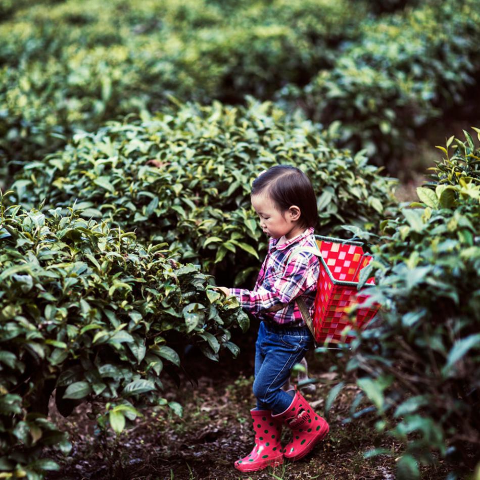 可爱的小美女茶山小树大理茶园采茶记 (10/15)