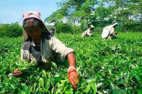 女采摘茶叶摄景